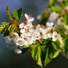 Brennkirschenblüte