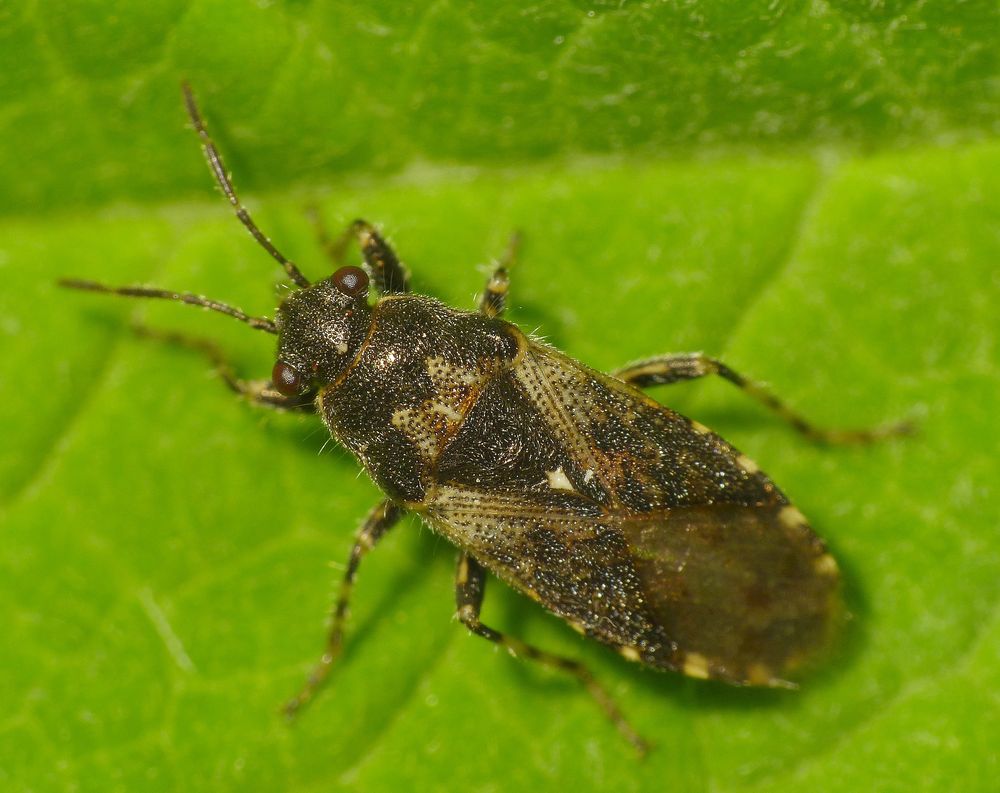 Brennnessel-Bodenwanze (Heterogaster urticae)