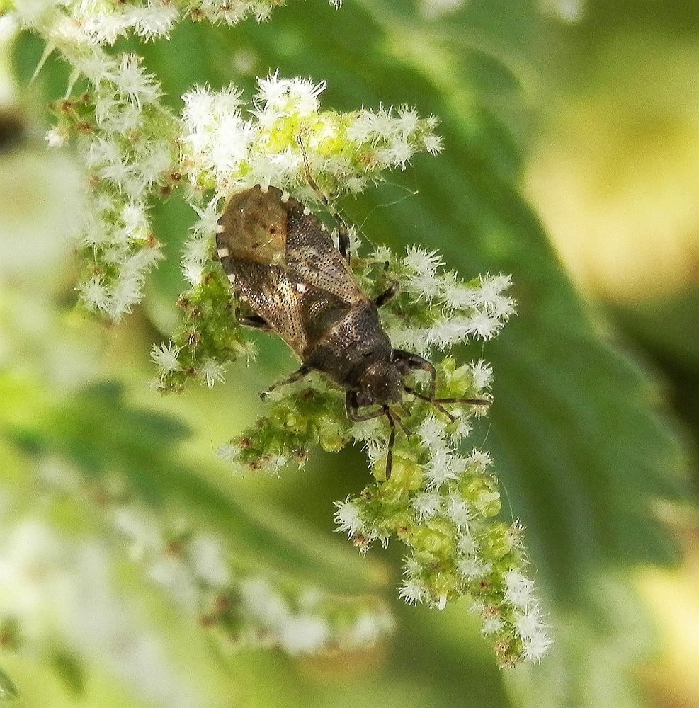 Brennnessel-Bodenwanze (Heterogaster urticae) auf blühender Brennessel