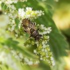 Brennnessel-Bodenwanze (Heterogaster urticae) auf blühender Brennessel