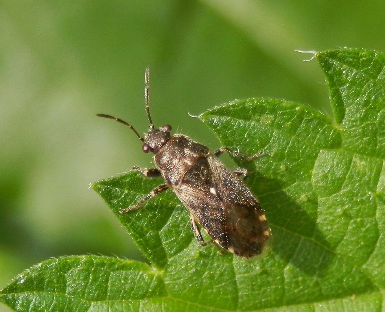 Brennnessel-Bodenwanze (Heterogaster urticae) auf Brennnessel