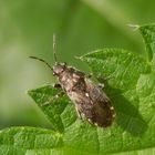 Brennnessel-Bodenwanze (Heterogaster urticae) auf Brennnessel