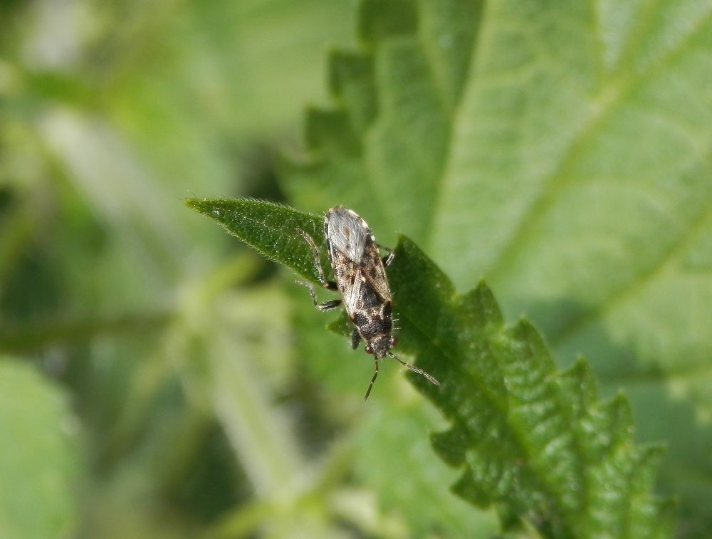 Brennnessel-Bodenwanze (Heterogaster urticae) auf Großer Brennnessel