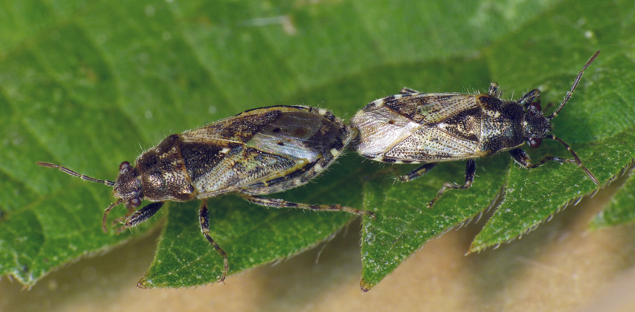 Brennnessel-Bodenwanzen (Heterogaster urticae) bei der Paarung