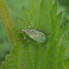 Brennnessel-Grünrüssler (Phyllobius pomaceus)