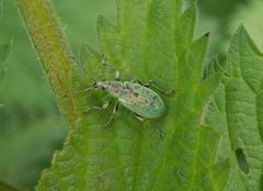 Brennnessel-Grünrüssler (Phyllobius pomaceus)