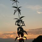 Brennnessel im Gegenlicht