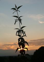 Brennnessel im Gegenlicht