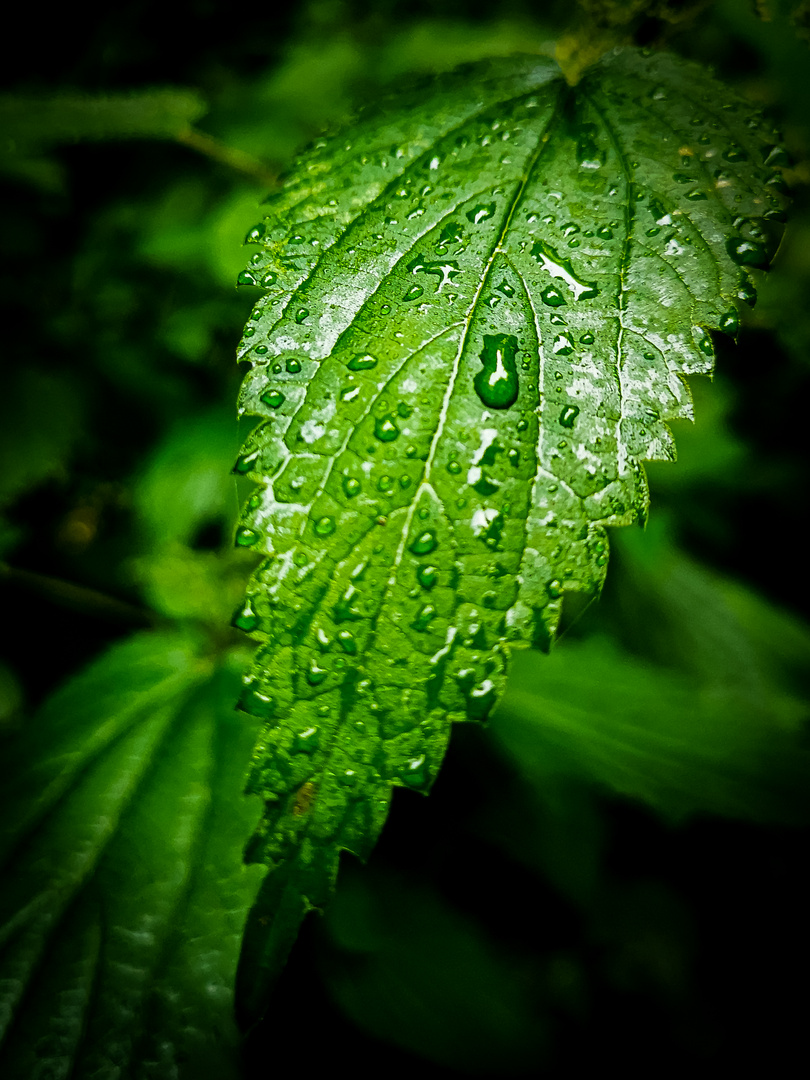 Brennnessel im Regen