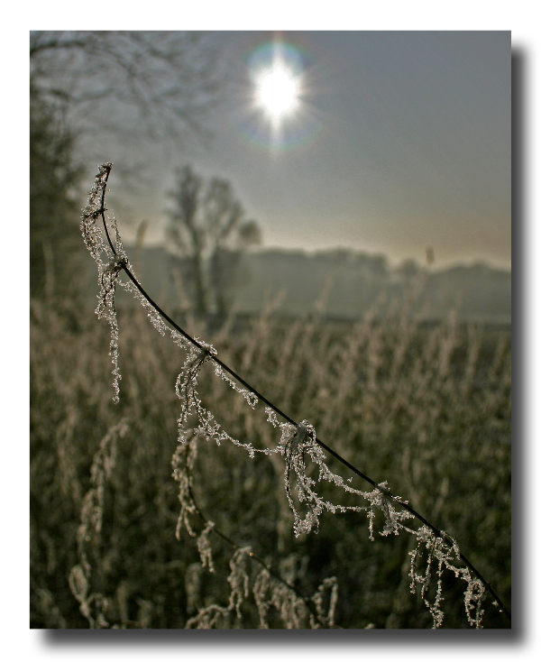 Brennnessel im Winter