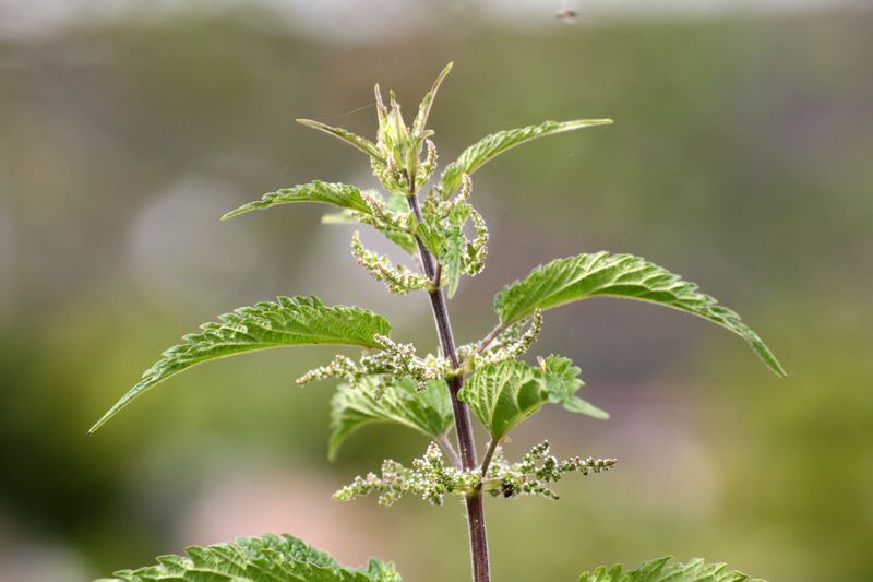 Brennnessel in Nachbars Garten