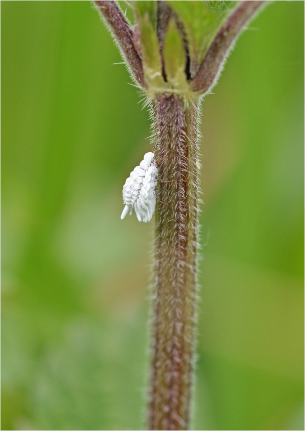 Brennnessel-Röhrenschildlaus (Orthezia urticae)