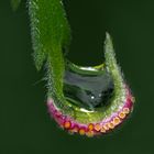 Brennnessel-Rostpilz (Puccinia urticata)* mit Wassertropfen! - L'artiste, c'est un champignon ...