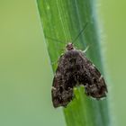 Brennnessel-Spreizflügelfalter (Anthophila fabriciana)