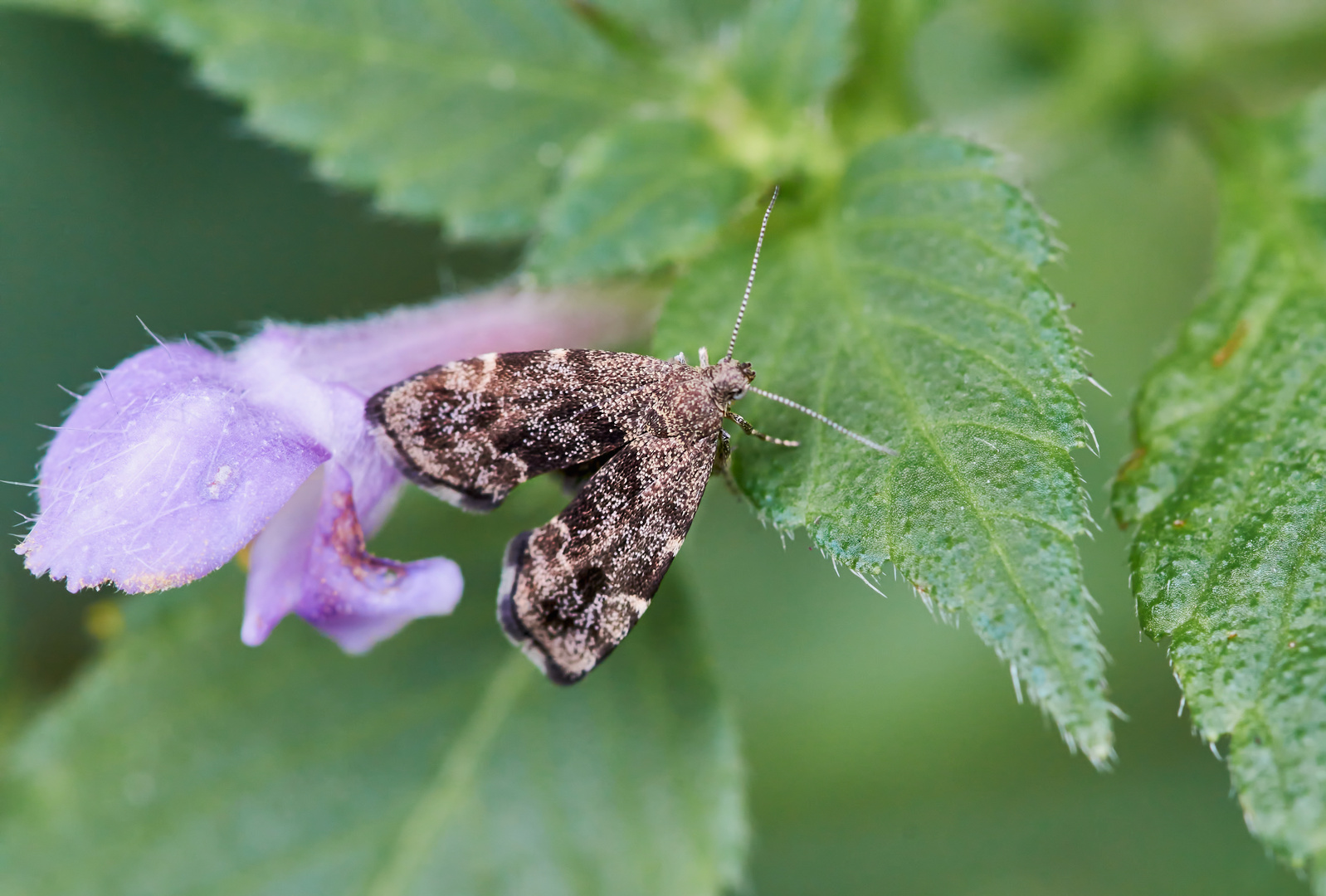 Brennnessel-Spreizflügelfalter (Anthophila fabriciana)