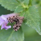 Brennnessel-Spreizflügelfalter (Anthophila fabriciana)