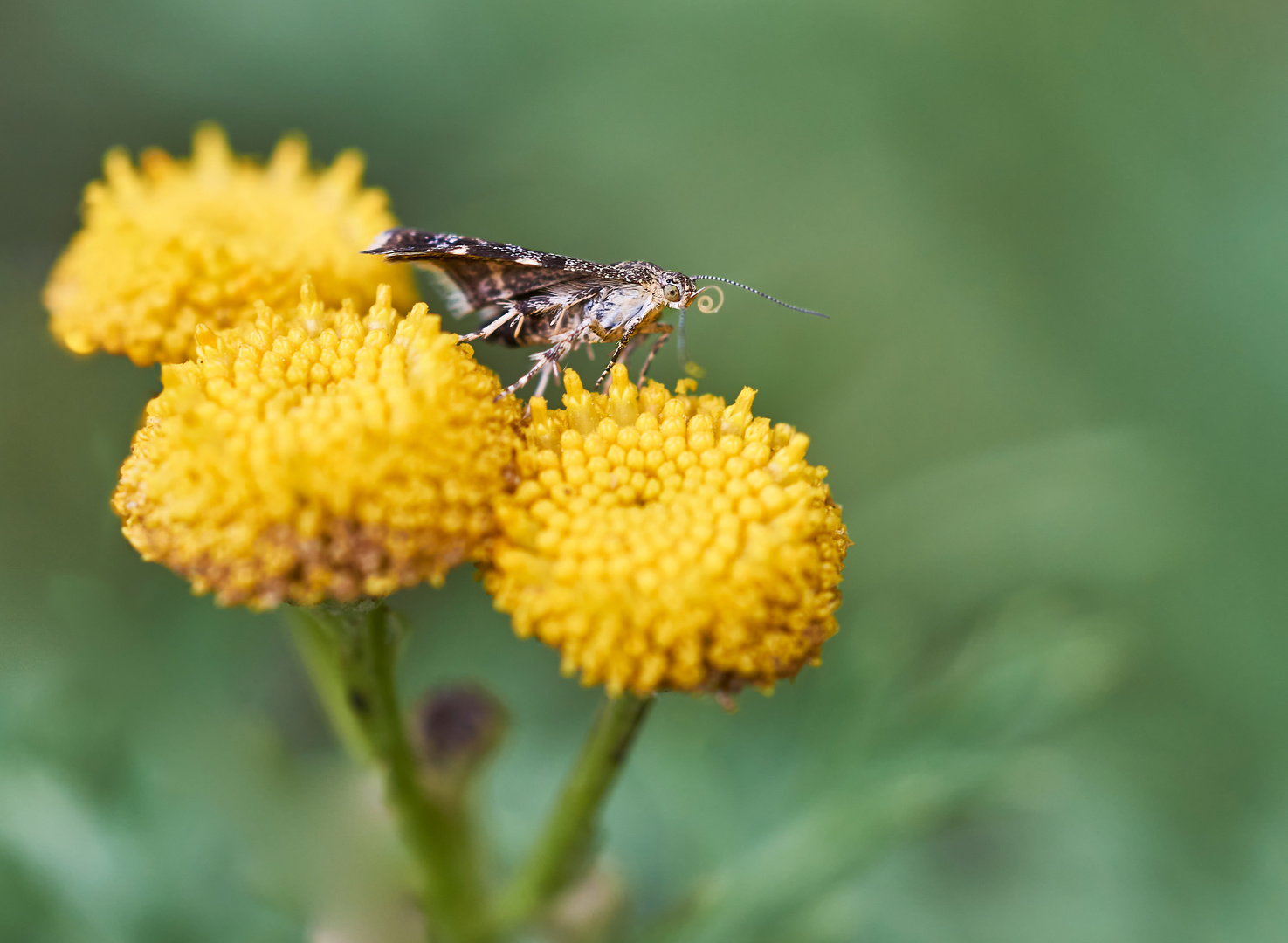 Brennnessel-Spreizflügelfalter (Anthophila fabriciana)