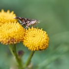 Brennnessel-Spreizflügelfalter (Anthophila fabriciana)