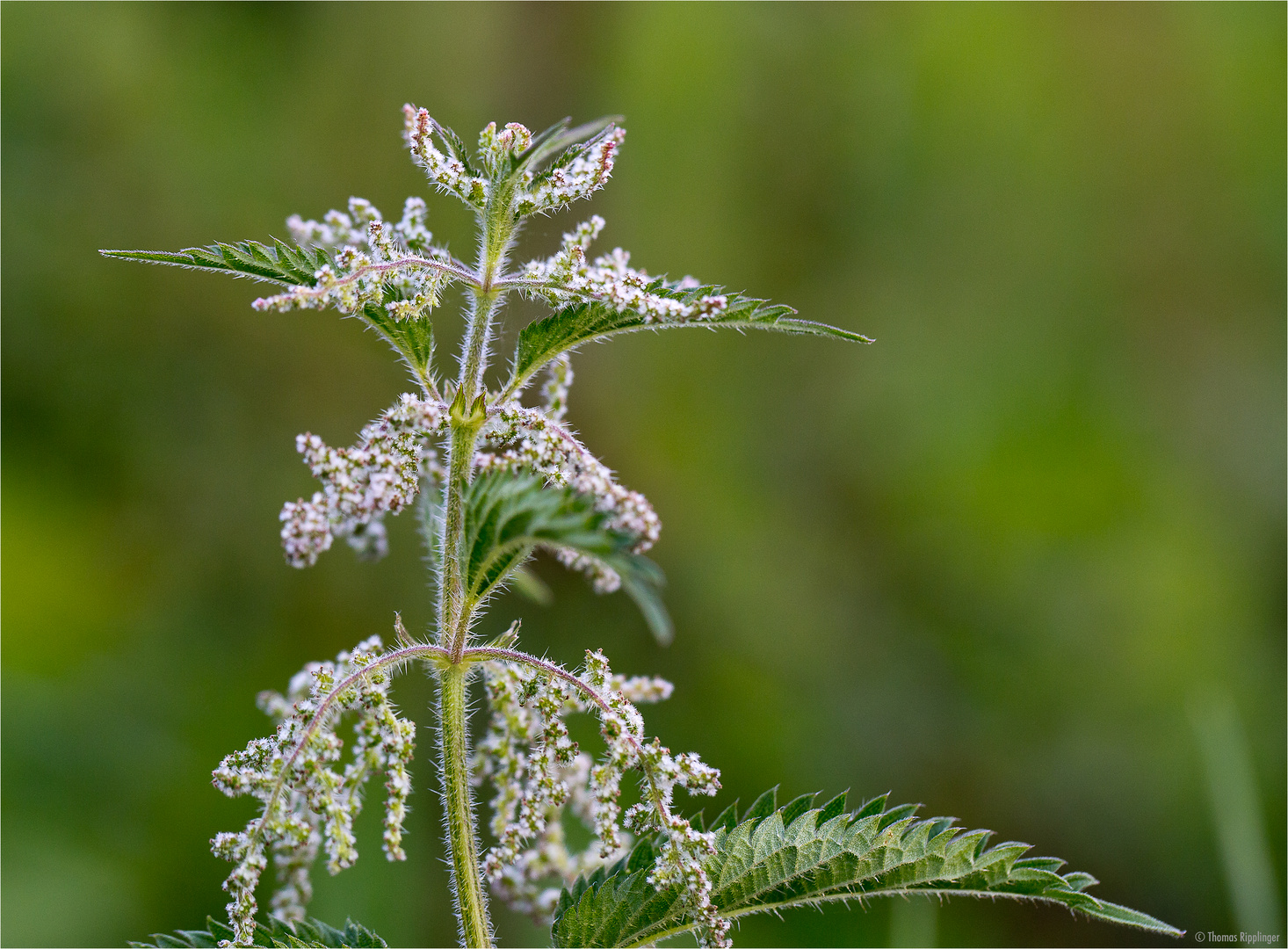 Brennnessel (Urtica)