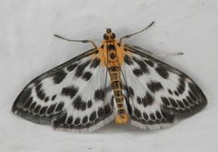 Brennnessel-Zünsler (Anania hortulata) im Haus