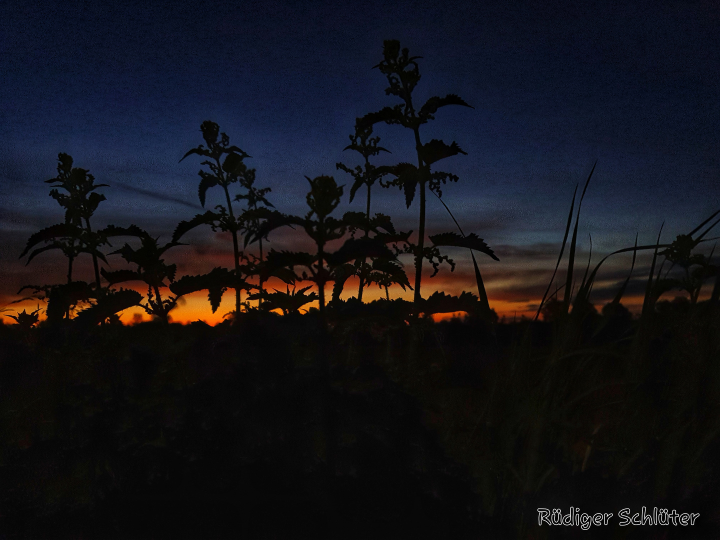 Brennnesseln im Sonnenaufgang 