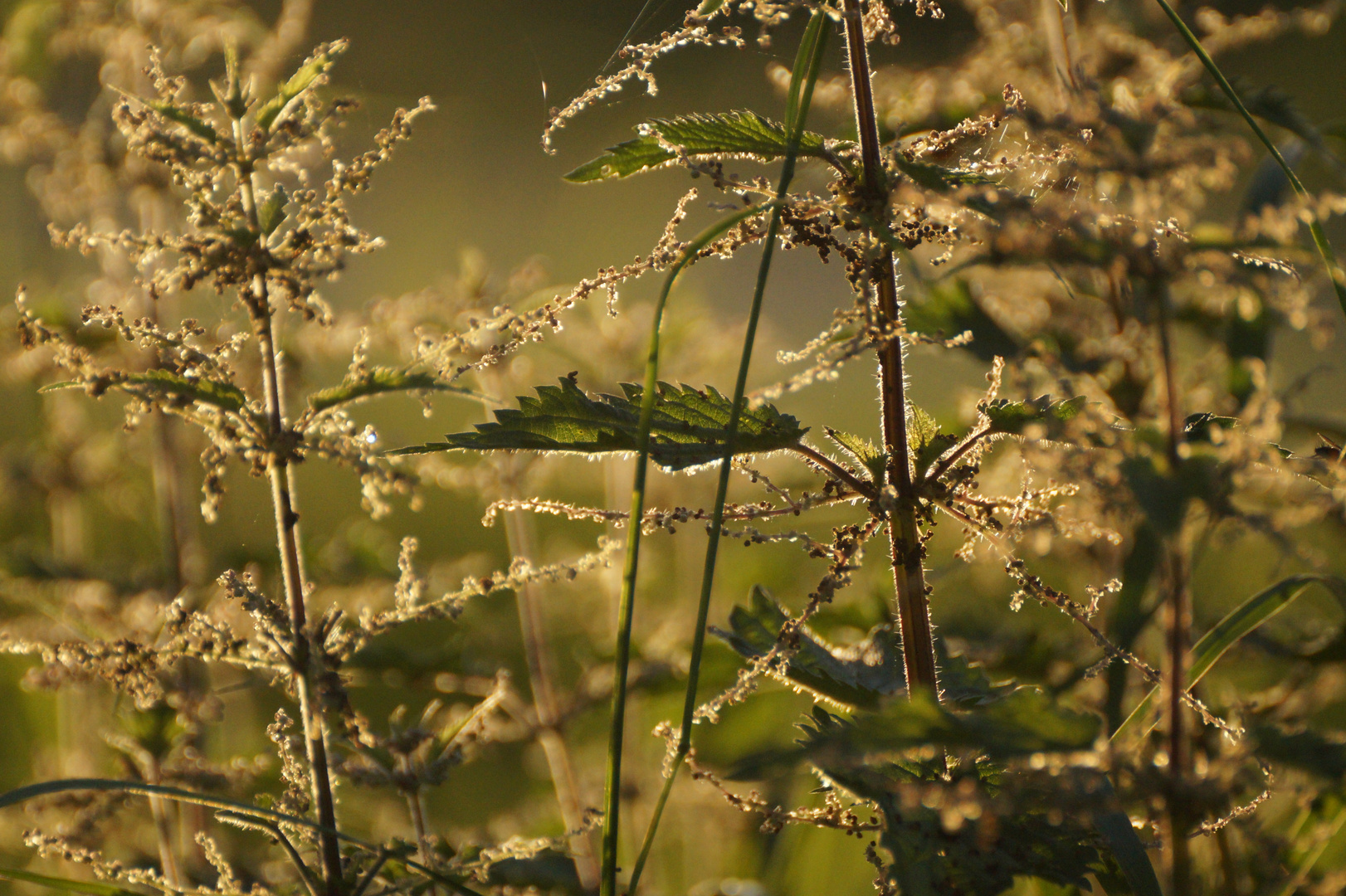 Brennnesseln in der Abendsonne