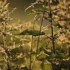 Brennnesseln in der Abendsonne