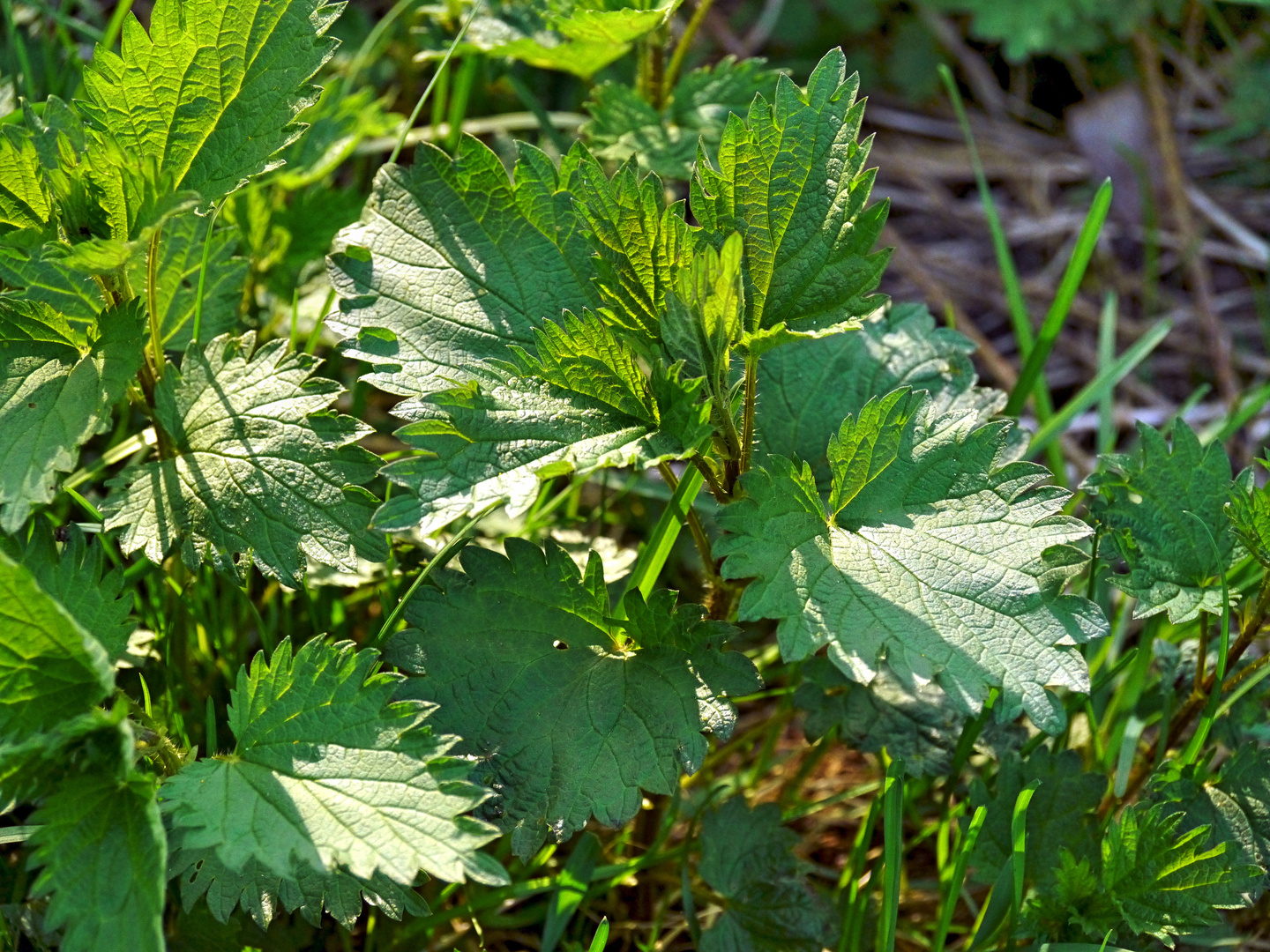 Brennnesseln (Urtica)