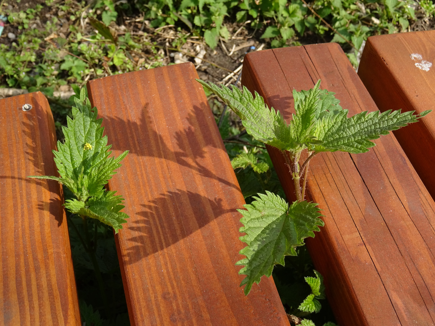 Brennnesseln zwischen der Bank