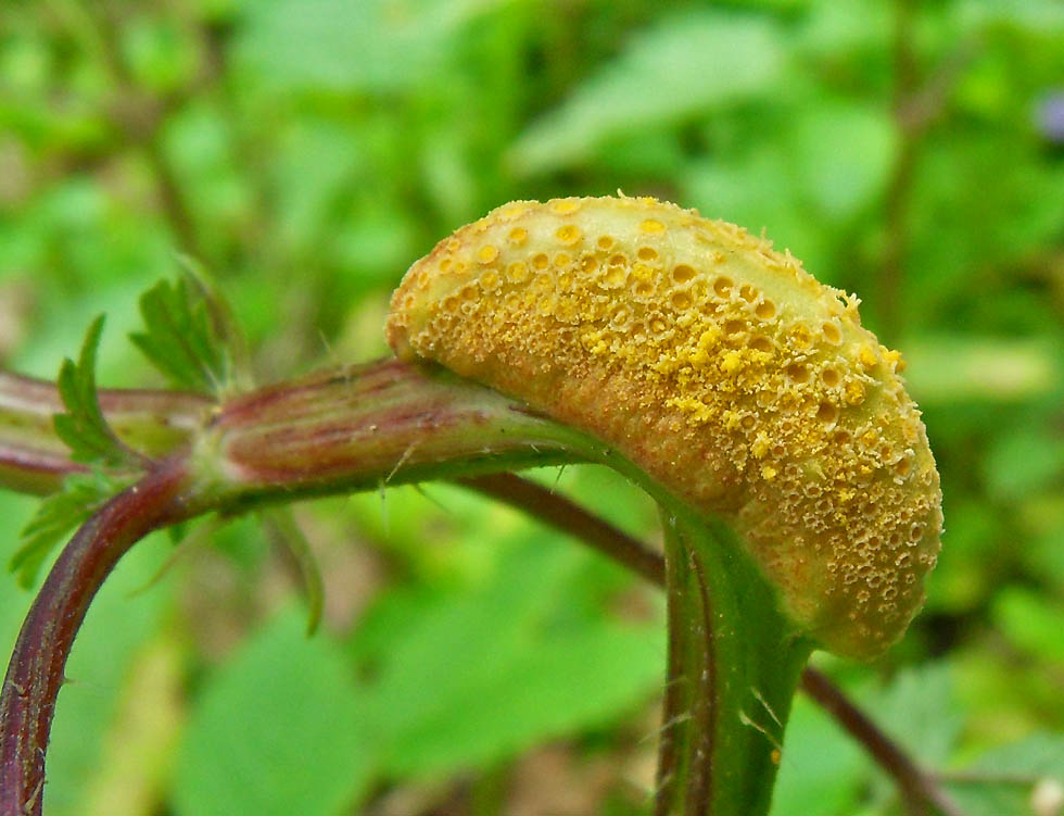 Brennnesselrostpilz