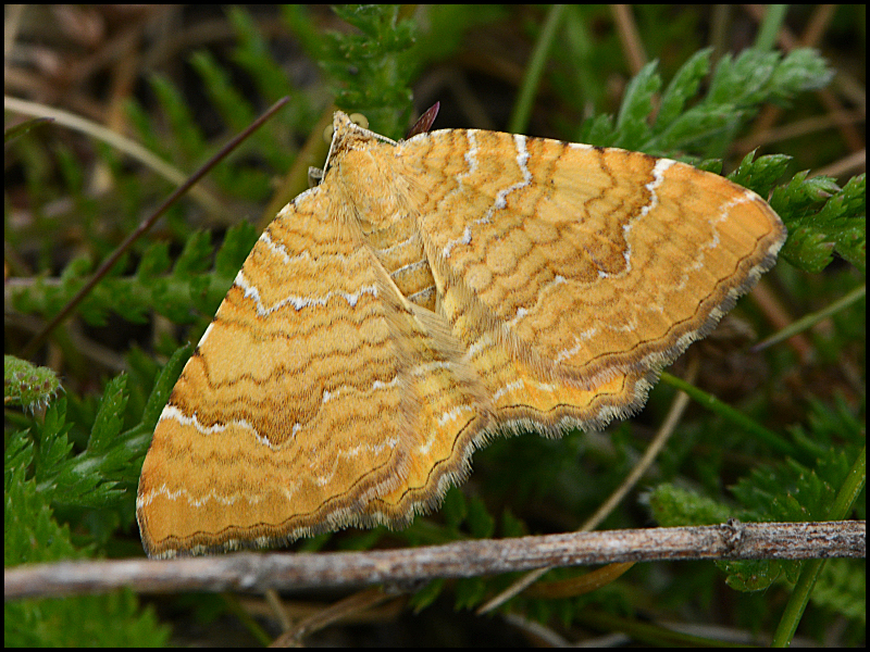 Brennnesselspanner - Camptogramma bilineata (?)