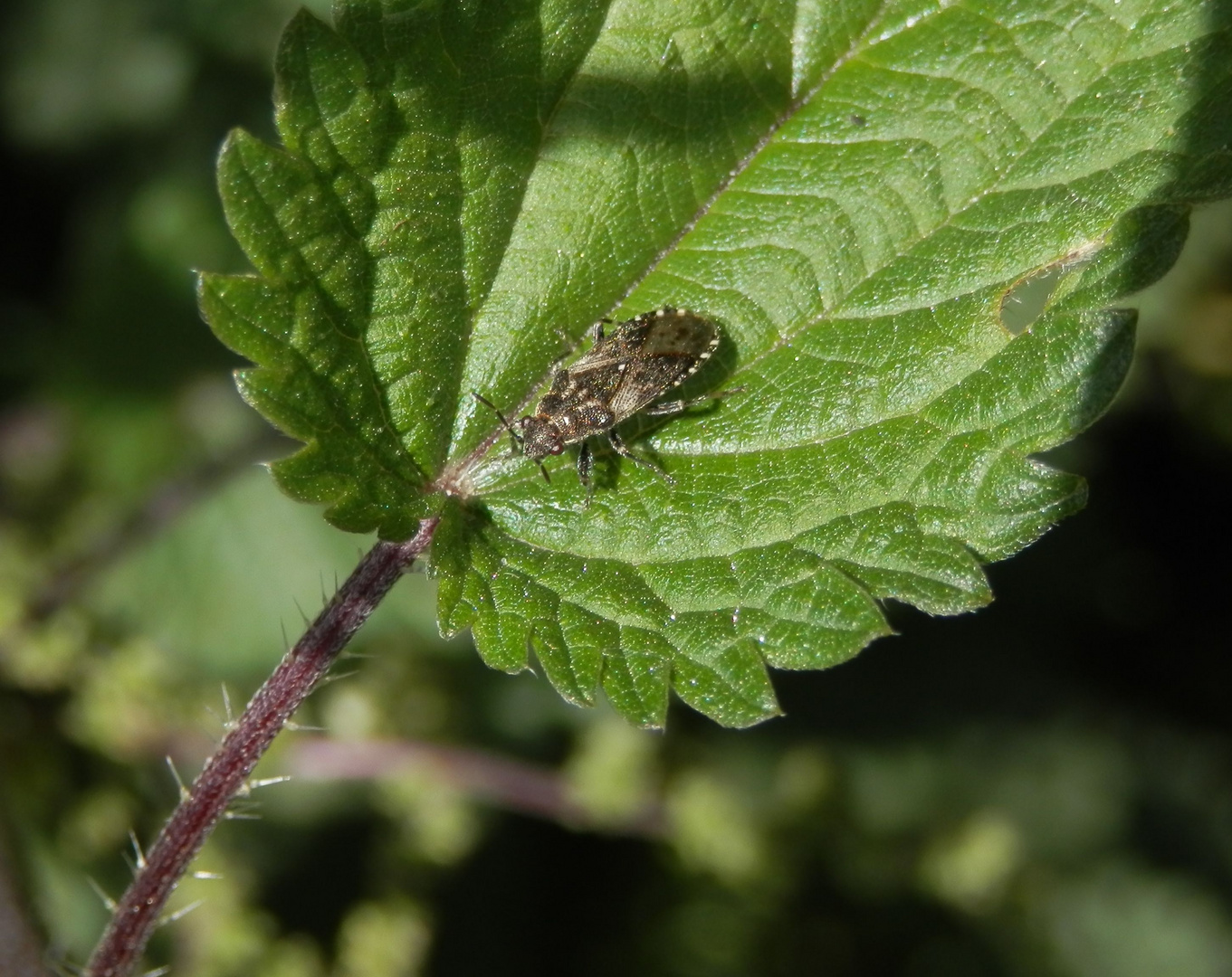 Brennnesselwanze (Heterogaster urticae) auf Großer Brennnessel