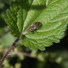 Brennnesselwanze (Heterogaster urticae) auf Großer Brennnessel