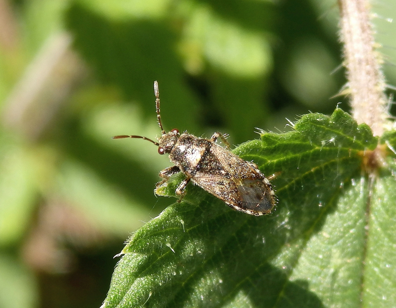 Brennnesselwanze (Heterogaster urticae) auf Großer Brennnessel