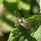 Brennnesselwanze (Heterogaster urticae) auf Großer Brennnessel