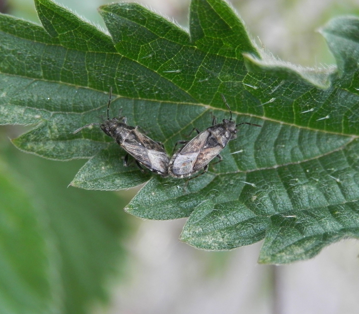 Brennnesselwanze (Heterogaster urticae) auf Großer Brennnessel