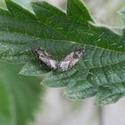 Brennnesselwanze (Heterogaster urticae) auf Großer Brennnessel