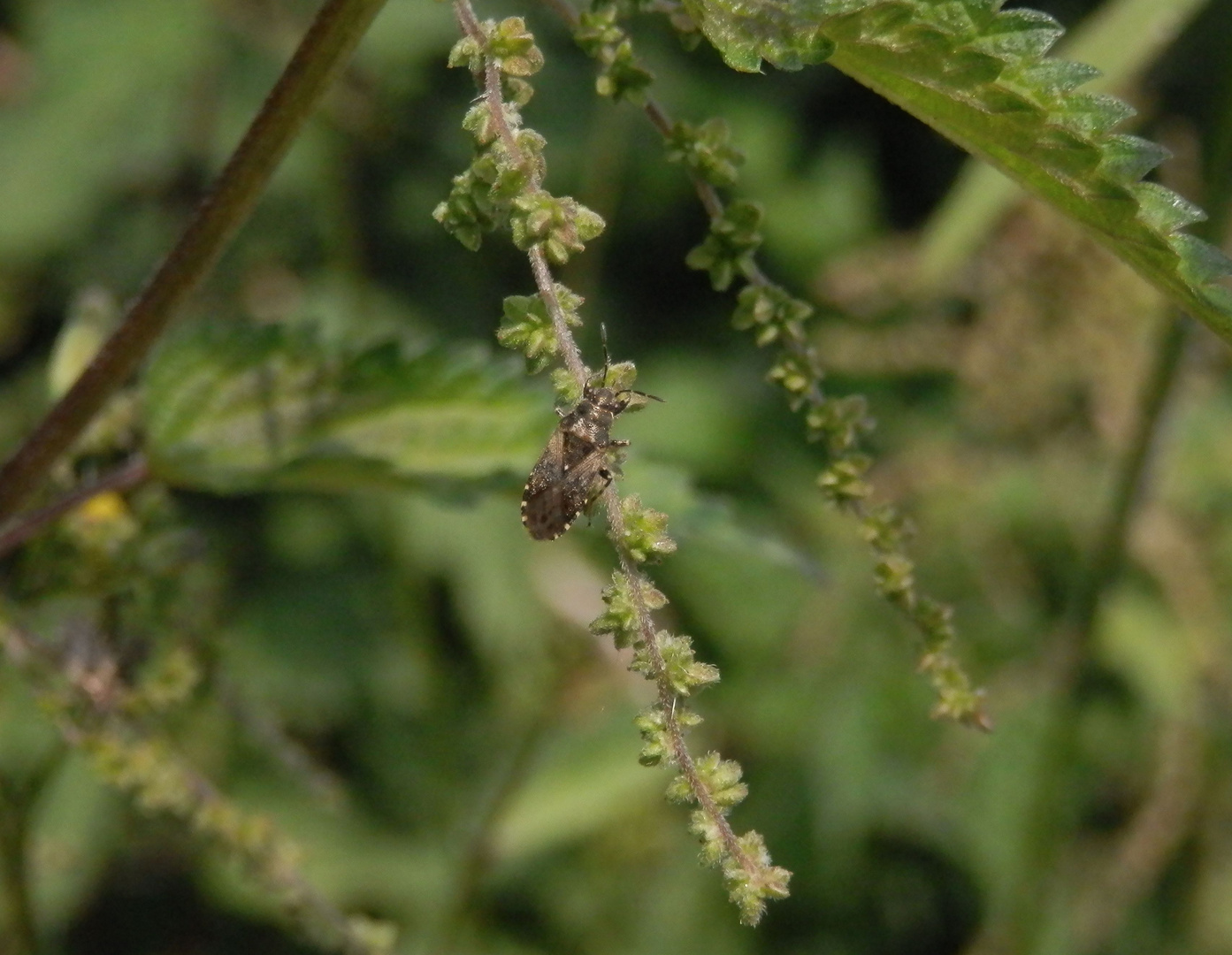 Brennnesselwanze (Heterogaster urticae) auf Großer Brennnessel