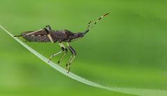 Brennnesselwanze (Heterogaster urticae)