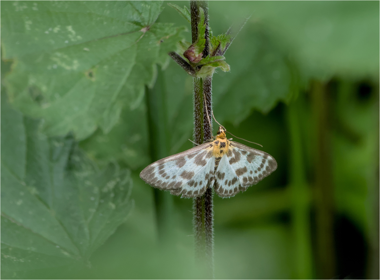 Brennnesselzünsler (Anania hortulata)