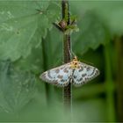 Brennnesselzünsler (Anania hortulata)