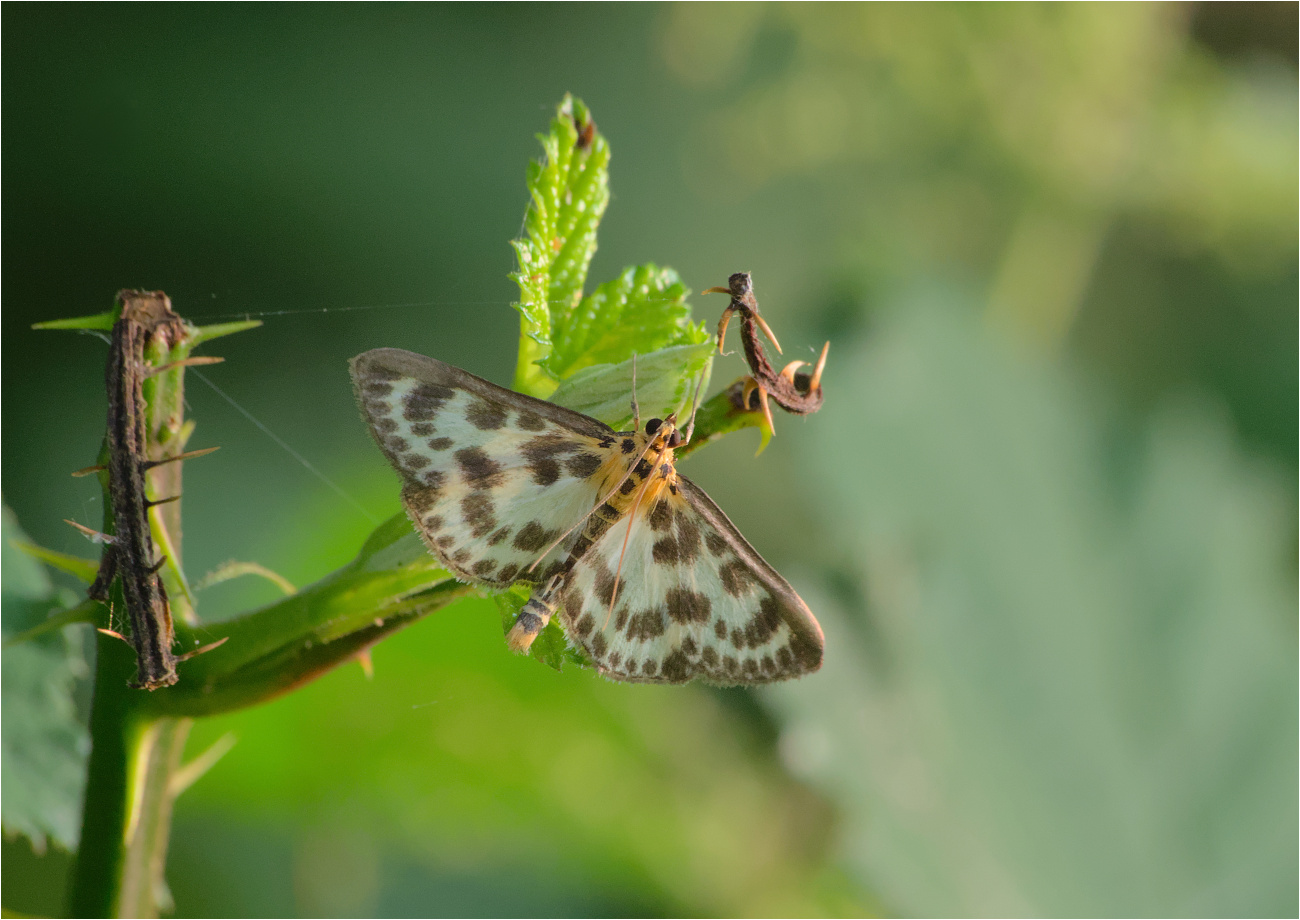 Brennnesselzünsler (Anania hortulata)