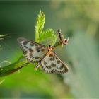 Brennnesselzünsler (Anania hortulata)