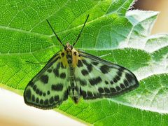  Brennnesselzünsler (Anania hortulata)