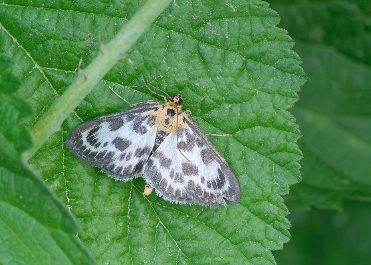 Brennnesselzünsler (Anania hortulata)