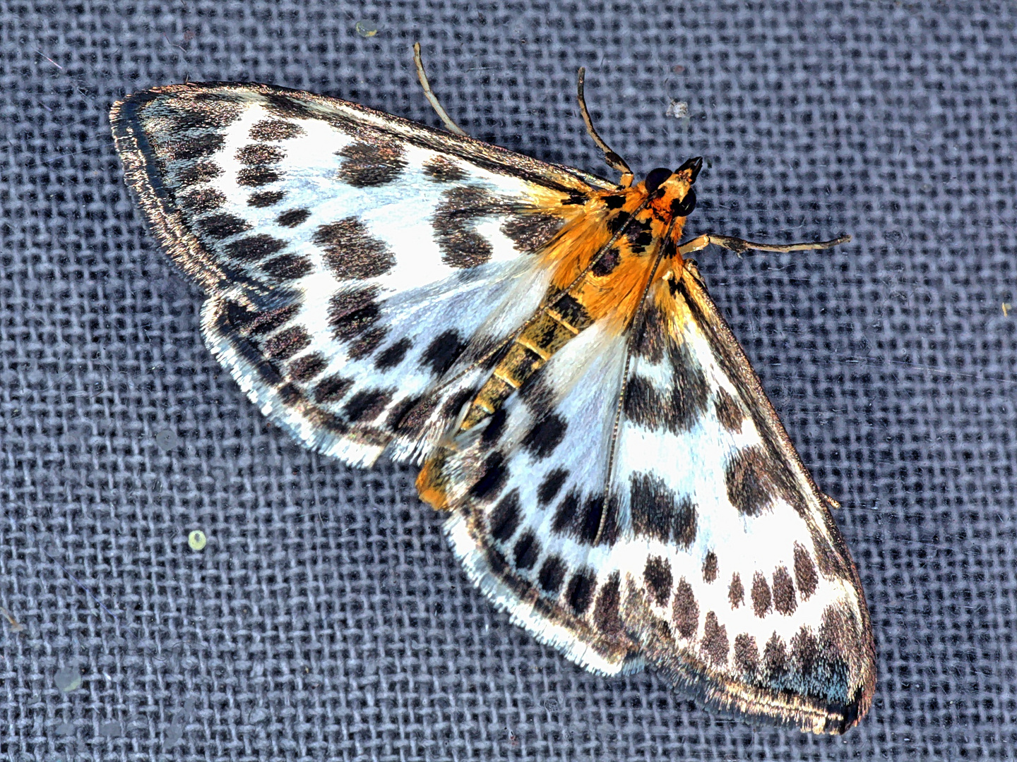 Brennnesselzünsler (Anania hortulata, Syn.: Eurrhypara hortulata)