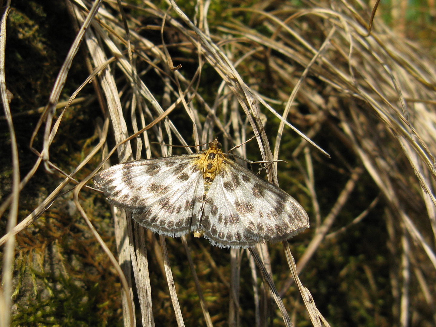 Brennnesselzünsler (Eurrhypara hortulata)