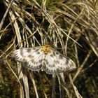 Brennnesselzünsler (Eurrhypara hortulata)