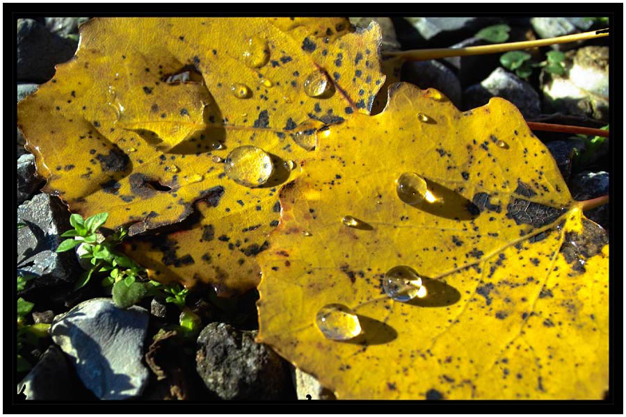 Brennpunkt: Herbstlaub