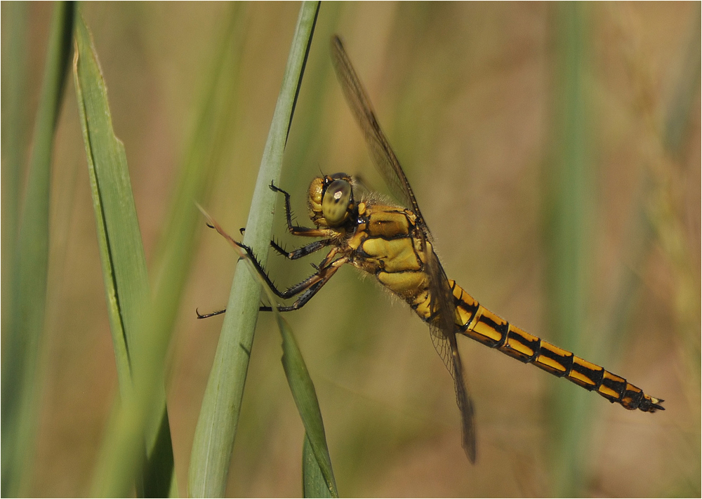 Brennweite 600 mm